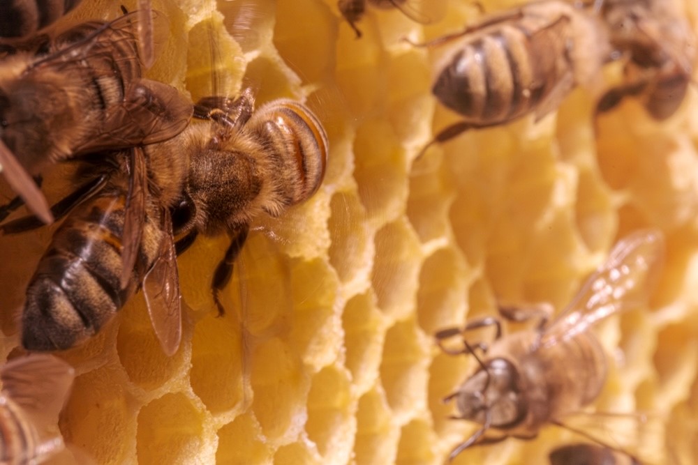 ¿Para qué sirve la cera de abeja?